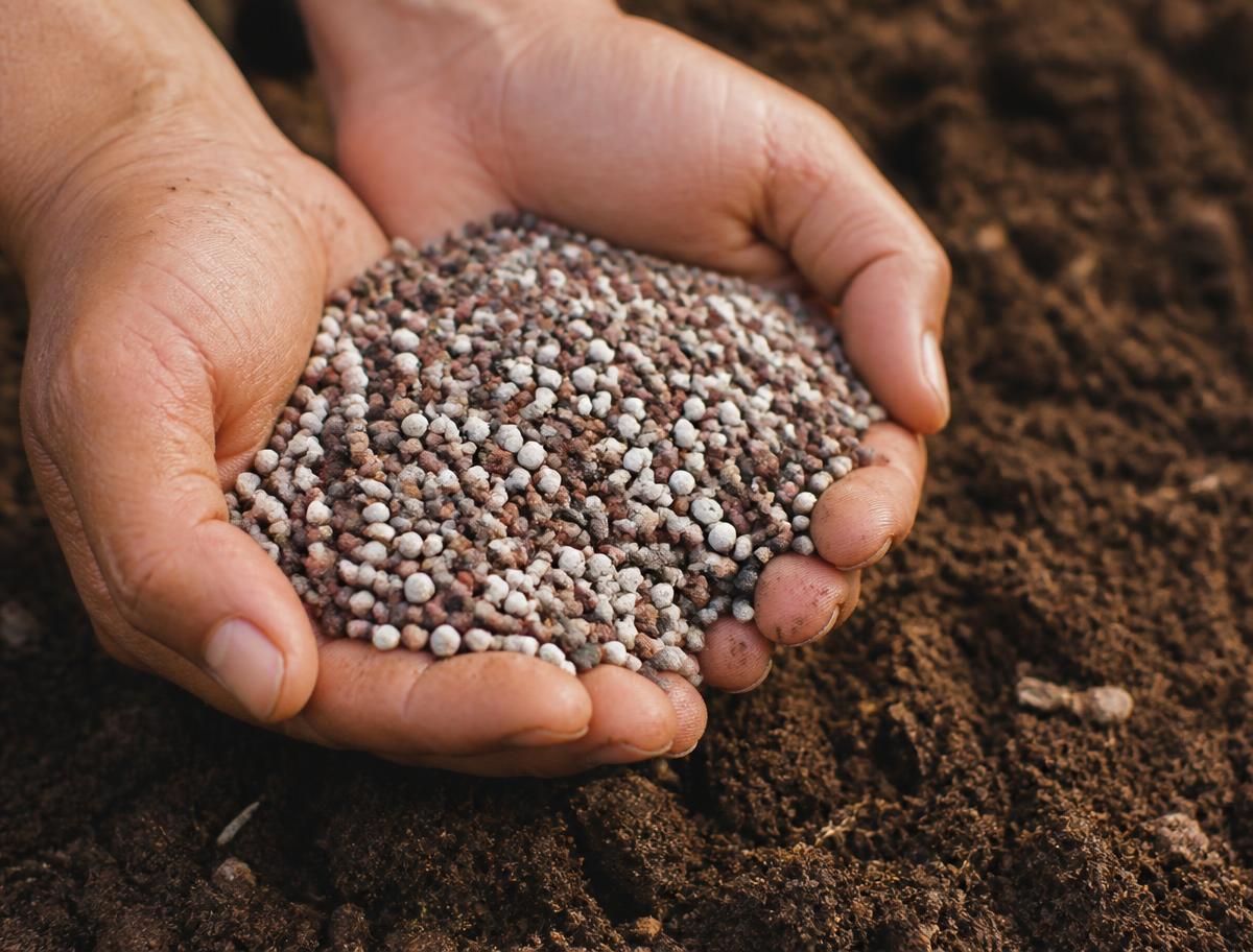 Granular fertilizer held above dark cultivated soil